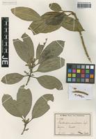Isotype of Paxiodendron usambarense Engl. [family MONIMIACEAE]