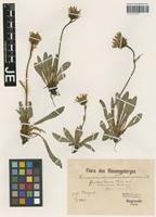 Type? of Hieracium alpinum L. _unranked sericeum Gus. Schneid. [family ASTERACEAE]