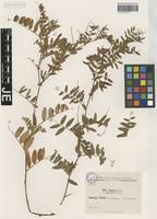 Isotype of Vicia amoena Fisch. ex Ser. forma parviloba Freyn [family FABACEAE]