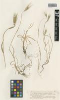 Isotype of Hordeum murinum L. forma montanum Hack. [family POACEAE]