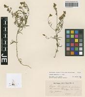 Type? of Linaria tournefortii Steud. variety glabrescens Lange [family SCROPHULARIACEAE]