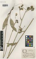 Isotype of Hieracium vulgatum Fr. forma rufovirens Zahn [family ASTERACEAE]