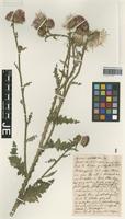 Isotype of Carduus sepincolus Hausskn. [family ASTERACEAE]