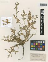 Type? of Ononis foetida Schousb. ex DC. [family FABACEAE]