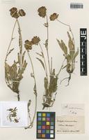Original material of Anthyllis vulneraria L. variety pseudodillenii Sagorski [family FABACEAE]