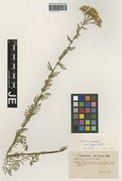 Paratype of Achillea nobilis L. variety major Bässler [family ASTERACEAE]