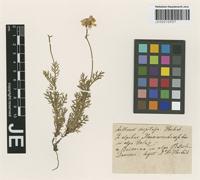 Type? of Anthemis caespitosa Herbich [family ASTERACEAE]