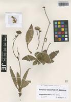 Original material of Hieracium clusii Dichtl [family ASTERACEAE]