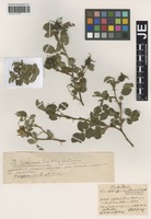 Type? of Rosa uriensis Lagger & Puget species addensis R. Keller [family ROSACEAE]