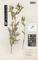 Syntype of Vicia hyrcanica Fisch. & C. A. Mey. variety brachyodonta Bornm. [family FABACEAE]