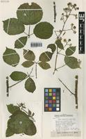Isotype of Rubus schnedleri H. E. Weber [family ROSACEAE]