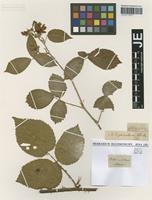 Type? of Rubus macrophyllus Weihe & Nees variety velutinus Weihe & Nees [family ROSACEAE]