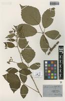 Type? of Rubus rudis Weihe & Nees [family ROSACEAE]