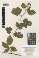 Type? of Rubus scaber Weihe & Nees [family ROSACEAE]
