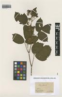 Type? of Rubus scaber Weihe & Nees [family ROSACEAE]