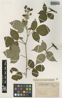 Isotype of Rubus leucophyllos G. Braun [family ROSACEAE]