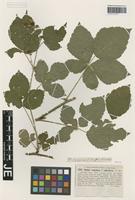 Isotype of Rubus tapeinos (G. Braun) G. Braun forma rubriflorus G. Braun [family ROSACEAE]