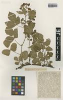 Isotype of Rubus orthostachys (G. Braun) G. Braun [family ROSACEAE]