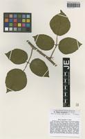 Isotype of Rubus hercynicus G. Braun [family ROSACEAE]