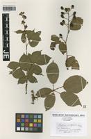 Type? of Rubus vulgaris Weihe & Nees [family ROSACEAE]