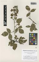 Syntype of Rubus carpinifolius Weihe & Nees variety crispus G. Braun [family ROSACEAE]