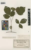 Isotype of Rubus rivularis Wirtg. & P. J. Müll. forma latifolius F. Kretzer [family ROSACEAE]
