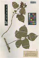 Isotype of Rubus vigorosus P. J. Müll. & Wirtg. [family ROSACEAE]