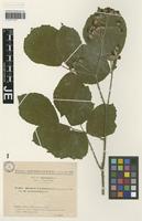Syntype of Rubus vestitus Weihe subspecies leucotrichus Sudre [family ROSACEAE]