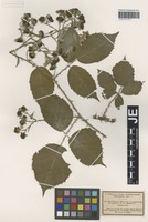 Syntype of Rubus winteri (P. J. Müll. ex Focke) Foerster [family ROSACEAE]