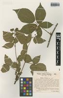 Isotype of Rubus sieberi H. Hofm. [family ROSACEAE]