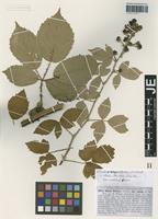 Syntype of Rubus winteri (P. J. Müll. ex Focke) Foerster species validus G. Braun [family ROSACEAE]