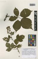 Syntype of Rubus villicaulis Koehl. ex Weihe & Nees forma geminus G. Braun [family ROSACEAE]