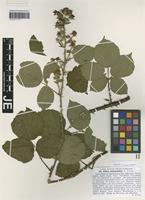 Syntype of Rubus anisacanthos G. Braun [family ROSACEAE]