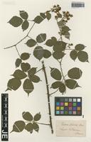Type? of Rubus muenteri T. Marsson [family ROSACEAE]