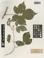 Syntype of Rubus casparyi Wirtg. ex Focke [family ROSACEAE]
