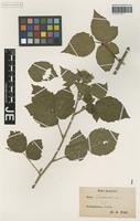 Type? of Rubus sendtneri Progel [family ROSACEAE]