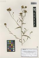 Syntype of Centaurea debeauxii Gren. & Godr. species macrocephala Pommaret [family ASTERACEAE]