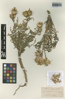 Paratype of Centaurea carduiformis DC. subspecies orientalis Wagenitz [family ASTERACEAE]