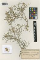 Syntype of Centaurea spinosa L. variety tomentosa Halácsy [family ASTERACEAE]