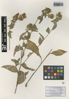 Original material of Centaurea stenolepis A. Kern. [family ASTERACEAE]