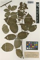 Isotype of Rubus omalodontos P. J. Müll. & Wirtg. [family ROSACEAE]