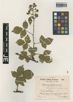 Syntype of Rubus pyramidalis Kaltenb. variety sitiens H. Hofm. ex Sudre [family ROSACEAE]