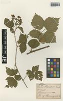 Paratype of Rubus lobatidens H. E. Weber & Stohr [family ROSACEAE]