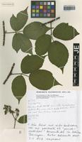 Paratype of Rubus schleicheriformis W. Jansen [family ROSACEAE]