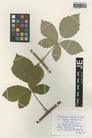 Paratype of Rubus rhombicus H. E. Weber [family ROSACEAE]