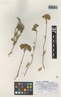 Isotype of Pyrethrum leucophyllum Boiss. & Hausskn. [family ASTERACEAE]