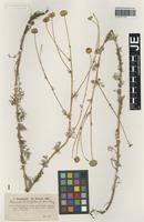 Holotype of Matricaria trichophylla (Boiss.) Boiss. variety discoidea Hausskn. [family ASTERACEAE]
