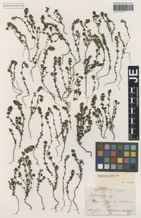 Syntype of Euphrasia curta (Fr.) Wettst. variety glabrescens Wettst. [family SCROPHULARIACEAE]