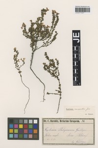 Original material of Euphrasia tholeyroniana Gand. [family SCROPHULARIACEAE]