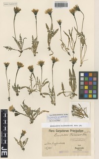 Syntype of Leontodon clavatus Sagorski & Gus. Schneid. [family ASTERACEAE]